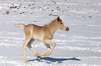 Haflinger Fohlen tobt ber die Winterkoppel