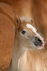 Haflinger Fohlen im Portrait