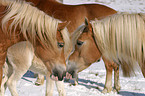 Haflinger bei der Begrung