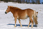 Haflinger im Schnee