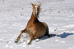 Haflinger beim Wlzen