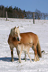 Haflinger Stute mit Fohlen