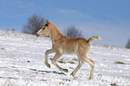 Haflinger Fohlen tobt ber die Winterkoppel