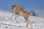 Haflinger Fohlen tobt ber die Winterkoppel