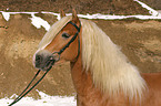 Haflinger Hengst im Portrait