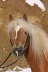 Haflinger Hengst im Portrait