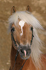 Haflinger Hengst im Portrait