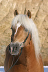 Haflinger Hengst im Portrait