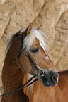 Haflinger Hengst im Portrait