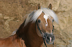 Haflinger Hengst im Portrait