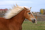 Haflinger im Portrait