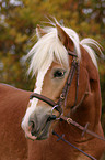 Haflinger im Portrait