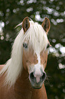 Haflinger im Portrait