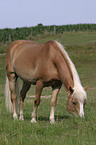 grasender Haflinger