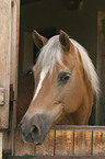 Haflinger in der Auenbox