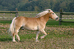 trabender Haflinger