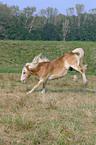 Haflinger im Galopp