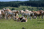 Haflinger Herde