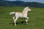 Haflinger Fohlen