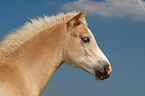 Haflinger Fohlen