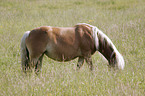 grasender Haflinger