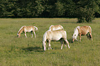 Haflinger auf der Weide