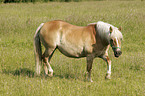 Haflinger auf der Weide