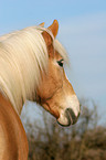 Haflinger Portrait