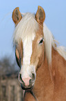 Haflinger Portrait