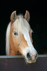 Haflinger Portrait