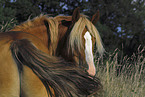 Haflinger Portrait