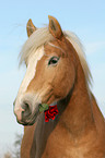 Haflinger mit Blume im Maul