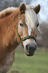 Haflinger Portrait