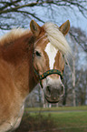 Haflinger Portrait