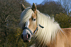 Haflinger Portrait