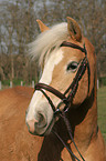 Haflinger Portrait