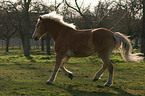 rennender Haflinger