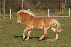 rennender Haflinger