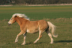 rennender Haflinger