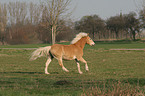 rennender Haflinger