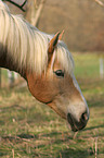 Haflinger Portrait