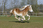 Haflinger im Galopp