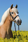 Haflinger im Rapsfeld