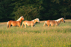 Haflinger