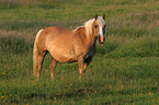 Haflinger