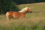 Haflinger