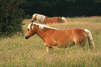 Haflinger