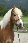 Haflinger Portrait