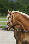 Haflinger Portrait