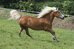 rennender Haflinger